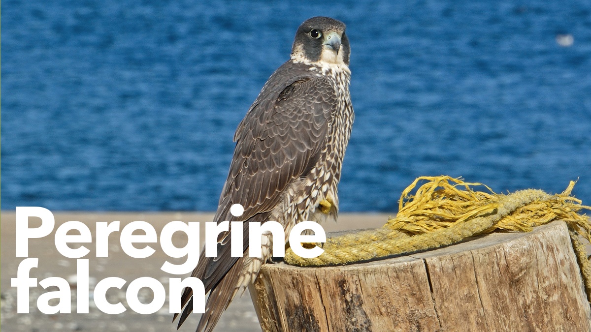 Peregrine falcon